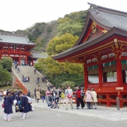 Chasing-cherry-blossoms2