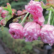 Chasing-cherry-blossoms4