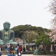 Chasing-cherry-blossoms9