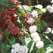 Coffee-county2
