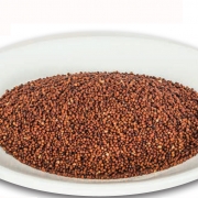 Magnificent-millets-nachani