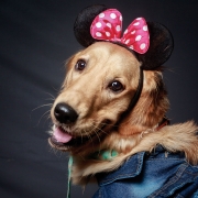 Pet-pursuits10