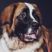 Pet-pursuits11