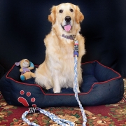 Pet-pursuits12