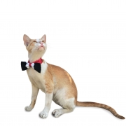 Pet-pursuits13