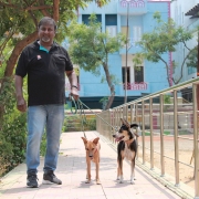 Pet-pursuits2