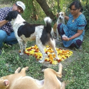 Pet-pursuits5