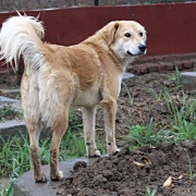 Take-a-bow-wow2