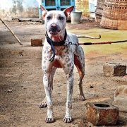 Take-a-bow-wow3