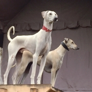 Take-a-bow-wow4