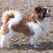 Take-a-bow-wow6