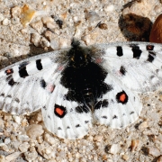 The-butterfly-diaries2