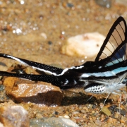 The-butterfly-diaries3
