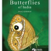 The-butterfly-diaries5