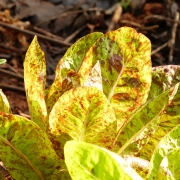 Freckles-Lettuce