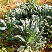 Russian-Kale-salad-leaves