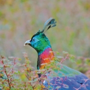 The-story-of-the-kumaon8