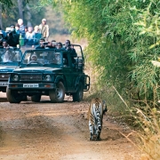 Tiger,-tiger,-burning-bright5